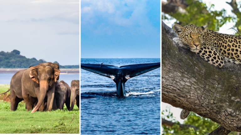 Beach and Wildlife Safari